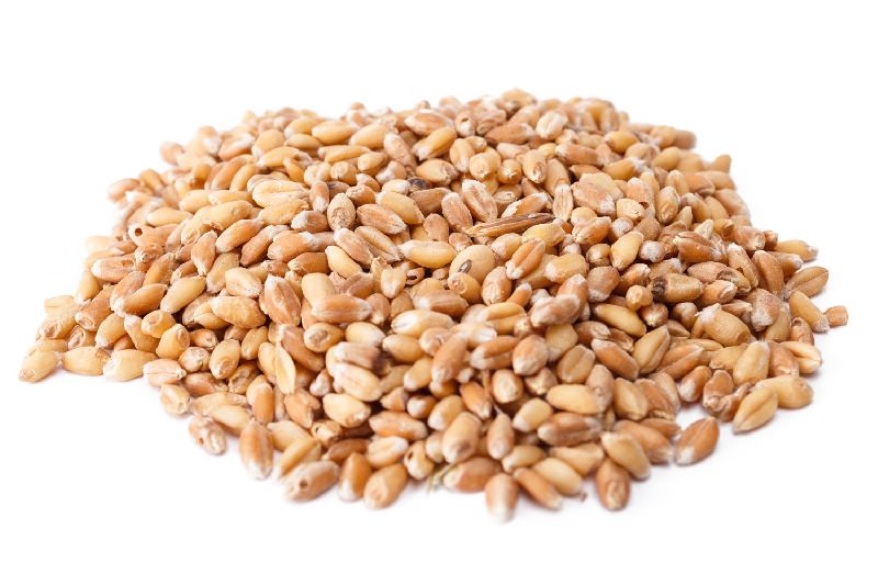 Common Wheat Seed, for Beverage, Flour, Food, Style : Natural, Raw
