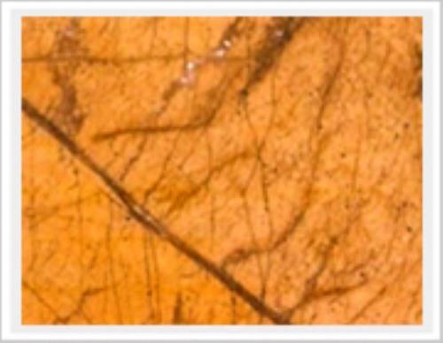 Rain Forest Brown Marble Slab