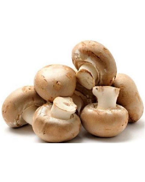 Organic Fresh Chestnut Mushroom, Shelf Life : 15-20 Days