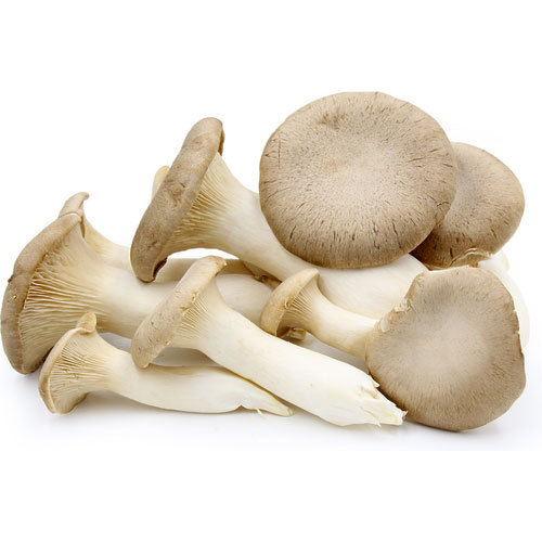 Fresh oyster mushroom, Shelf Life : 10-15 Days