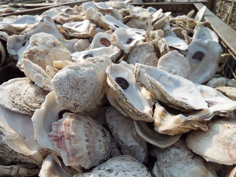 Oyster Shell, Packaging Type : PP Bag