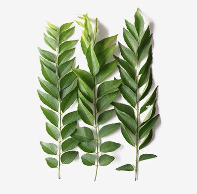 Natural Fresh Curry Leaf, Color : Green