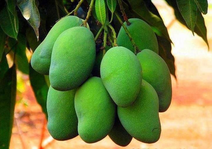 fresh-green-mango-by-manna-exports-a-unit-of-manna-venture-capital