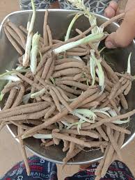 Dried Common White Musli seed, for Cultivation, Farming Work, Packaging Type : jute bag