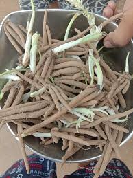 White Musli seed