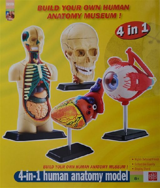 4 in One Human Anatomy Model