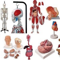 Plastic Anatomical Model, for Science Laboratory, Pattern : Natural