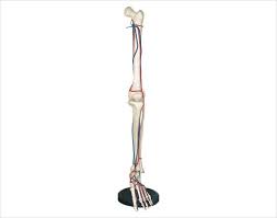 Big Adult Arm Bone Model With Blood Vessels