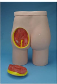 Buttock Injection Model With Anatomical Structure, Feature : Accurate Design