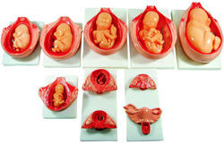Stages of Development of Embryo, Pattern : Plain