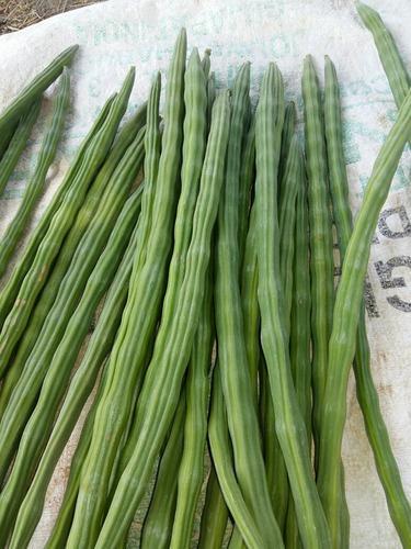 Organic Moringa Drumsticks, for Medicine, Color : Green