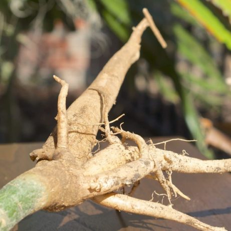 Moringa Oleifera Root