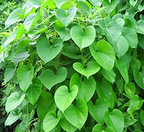 Tinospora Cordifolia Leaves