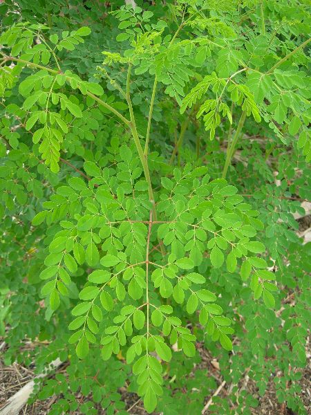 Organic Moringa Oleifera Leaves, for Cosmetics, Medicine, Grade : Superior