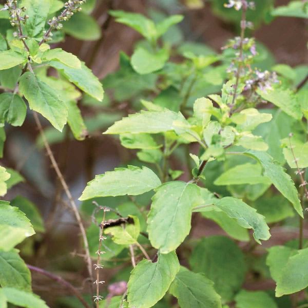 Organic Tulsi Leaves, for Medicinal, Style : Natural