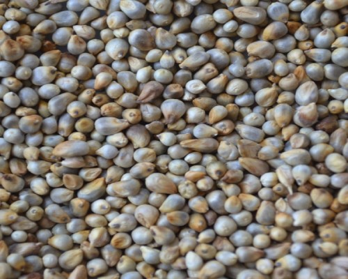 Organic pearl millet, Style : Dried