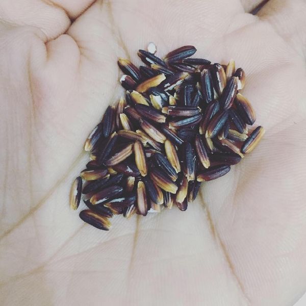 Hard Organic black rice, for Cooking, Food, Human Consumption, Certification : FDA Certified, FSSAI Certified
