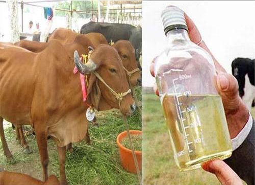 cow urine