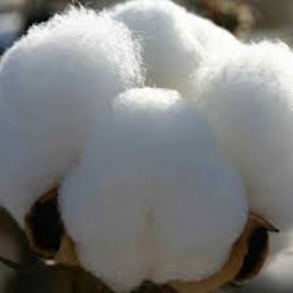 Raw cotton, for Textile Industry, Medical, Pattern : Plain