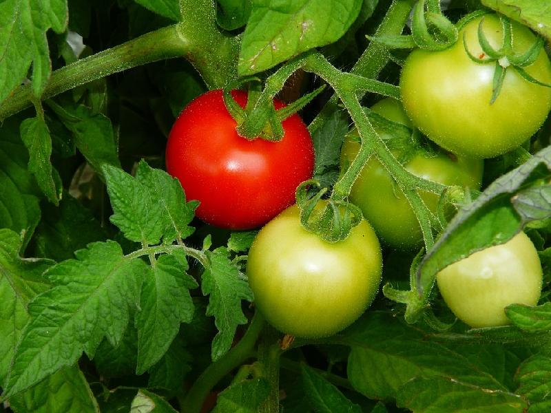 Organic Fresh Natural Tomato, for Cooking, Color : Green, Red