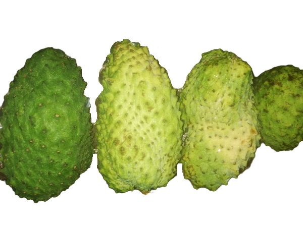 Fresh Graviola Fruit, Packaging Type : Bag