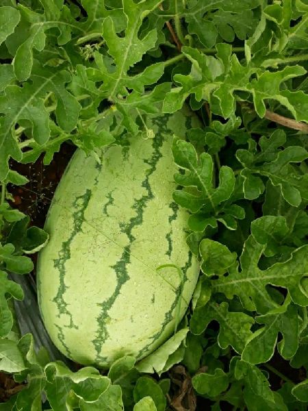 Common watermelon, Packaging Size : 5-10kg