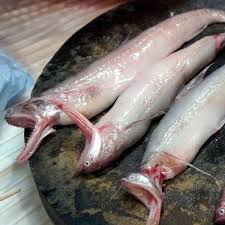 Fresh Bombil Fish, For Household, Mess, Restaurants