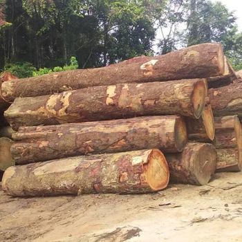 Teak wood logs round, Packaging Type : Red
