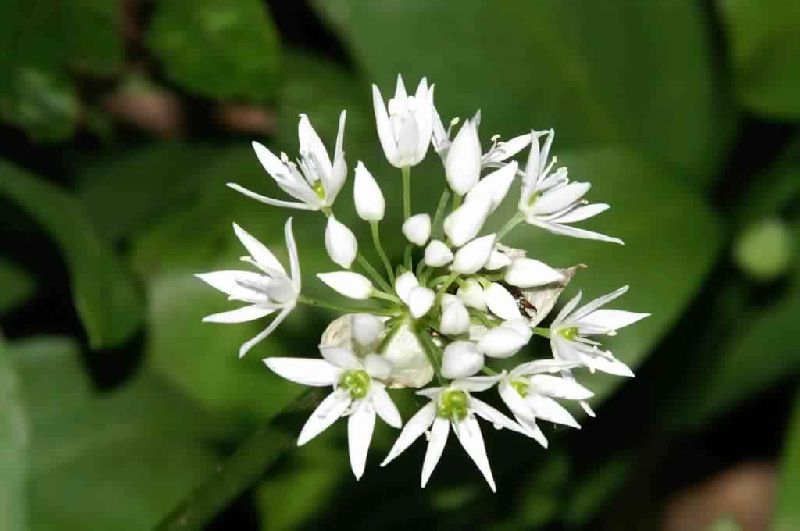 Wild Garlic, Color : White