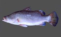 Barramundi Fish