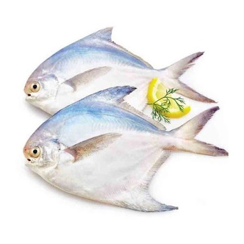 chanduva fish