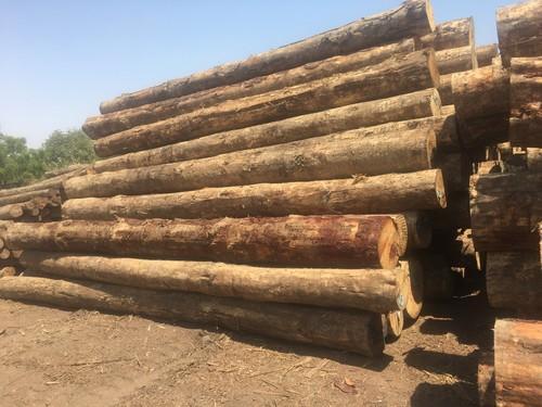 Round Pinewood Logs, for Making Furniture, Feature : High Strength, Quality Tested