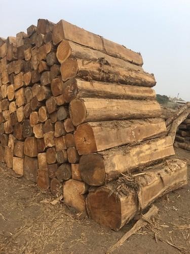 Timber Logs