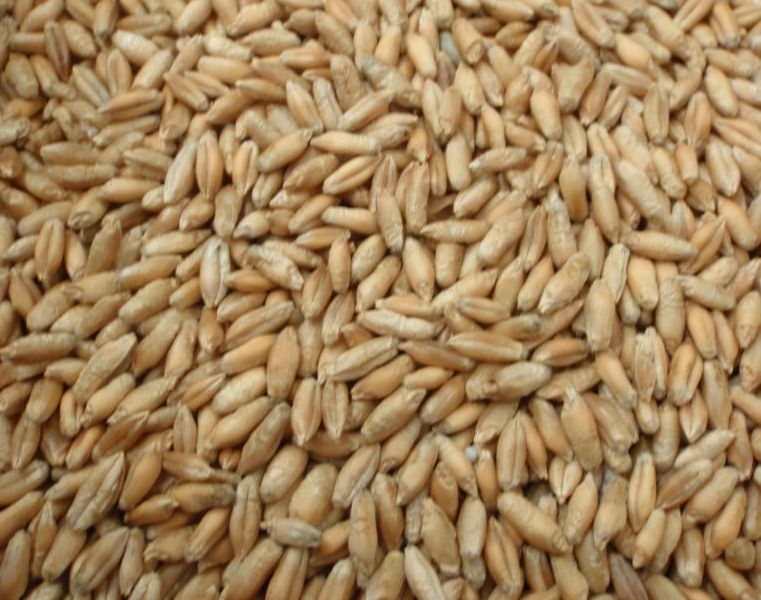 Triticale Seeds