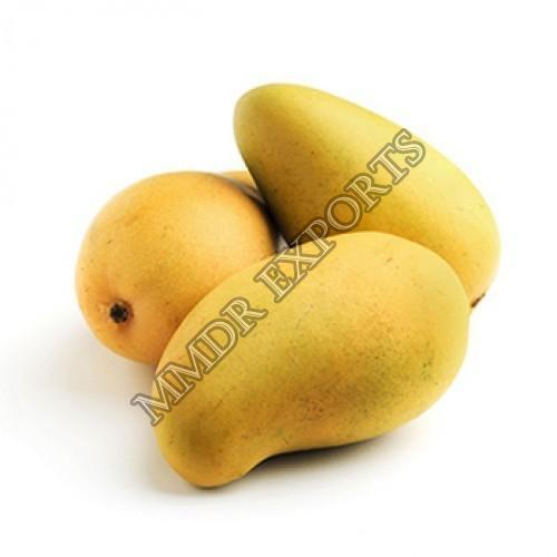 Organic Fresh Kesar Mango at best price in Thiruvallur Tamil Nadu from