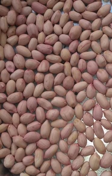 Organic groundnut seeds, Style : Dried