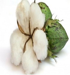 Anmol Fabtex Natural Cotton Fiber, for Mattress, Packaging Type : Bale