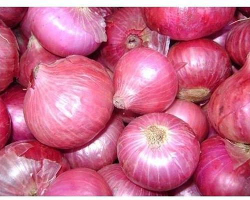 Oval-Round Organic Fresh Pink Onion, Packaging Type : Jute Bags, Plastic Bags
