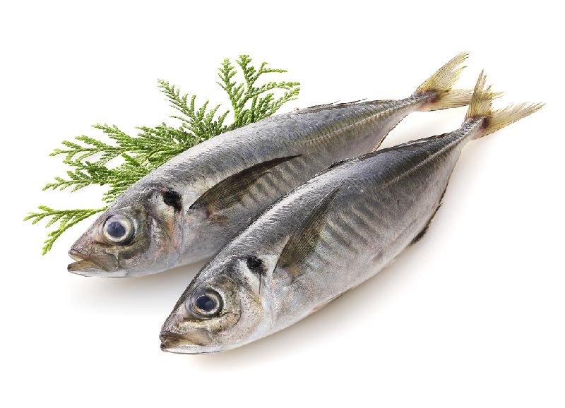 Mackerel Fish Buy mackerel fish for best price at INR 400 / Kilogram
