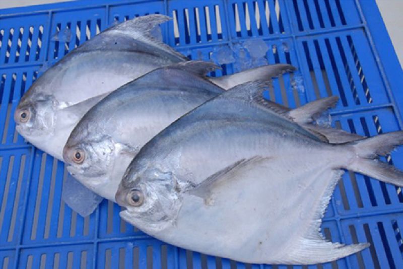 Pomfret, Color White, Black at best price INR 200 / Kilogram in