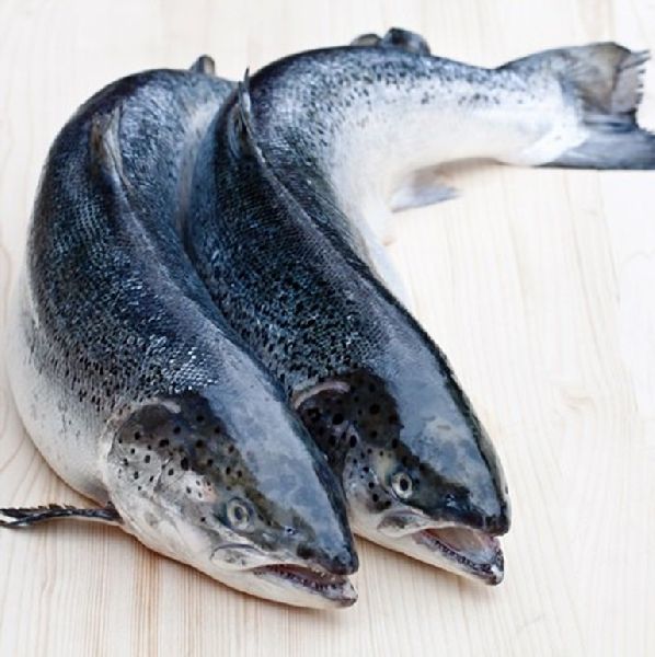 Salmon Fish, Brand JORA EXPORTS at best price INR 400 / Kilogram in