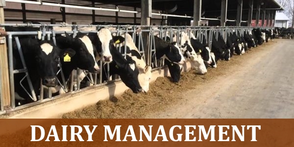 Dairy Project Management
