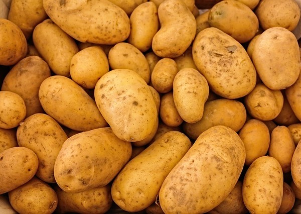 Common fresh potato, for Cooking, Home, Restaurant, Snacks, Feature : Eco-Friendly, Healthy
