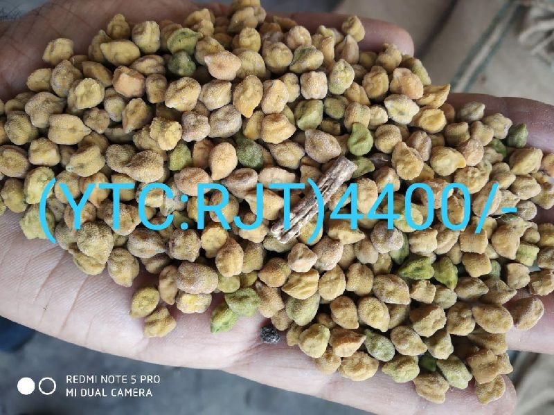 Chickpeas Seed, for Agriculture, Cooking, Food, Medicinal, Color : Red, White