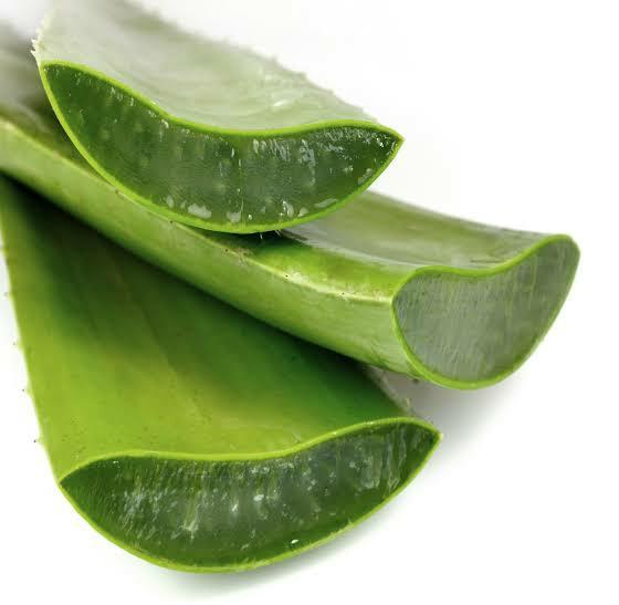 Common Aloe Vera Leaf, for Gel, Packaging Type : Loose