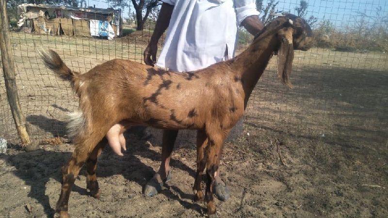 10-25 kg sirohi goat, Gender : Female, Mail