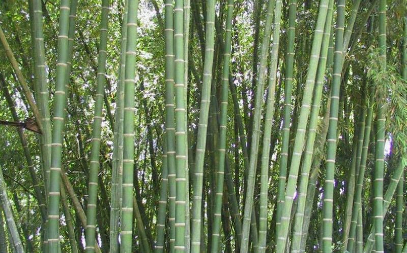 Beema Bamboo Plant