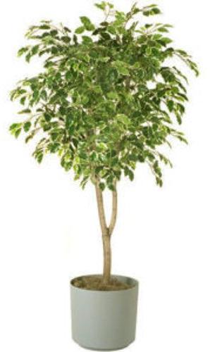 Ficus Plant