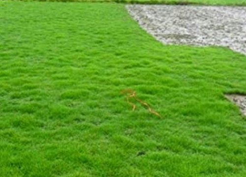 Plastic Plain Garden Carpet Grass, Technics : Attractive Look
