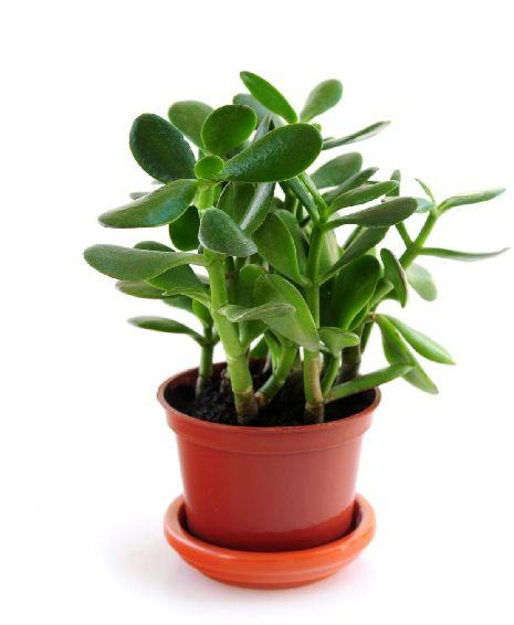 Jade Plant